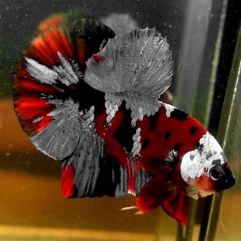 PLAKAT NEMO COPPER