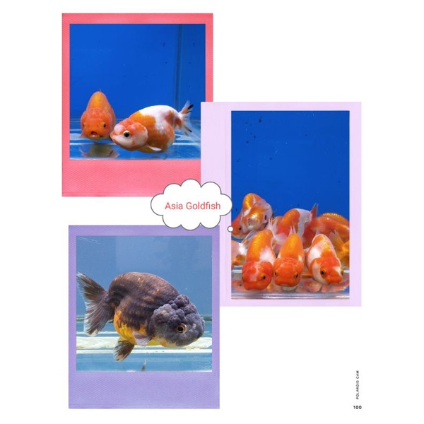 Baby Ranchu Lionchu Lucu Gemas Imut Kecil Lincah