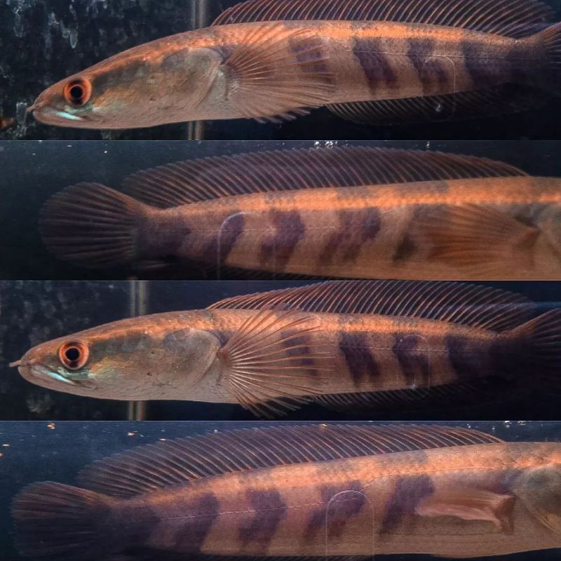 {PROMO} RED BARITO 5-7CM Grade A GARANSI TERMURAH 