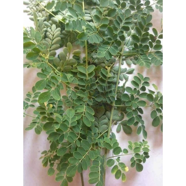 

Daun Kelor Petik Fresh Organin (Moringa oleifera)/ Miracle Tree