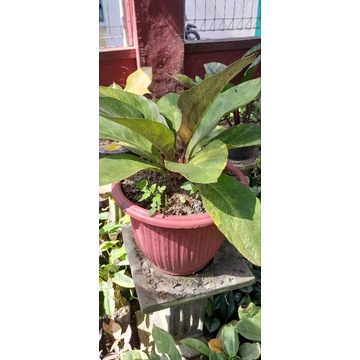 Tanaman hias Anthurium Jemani Supernova Varigata trah menor