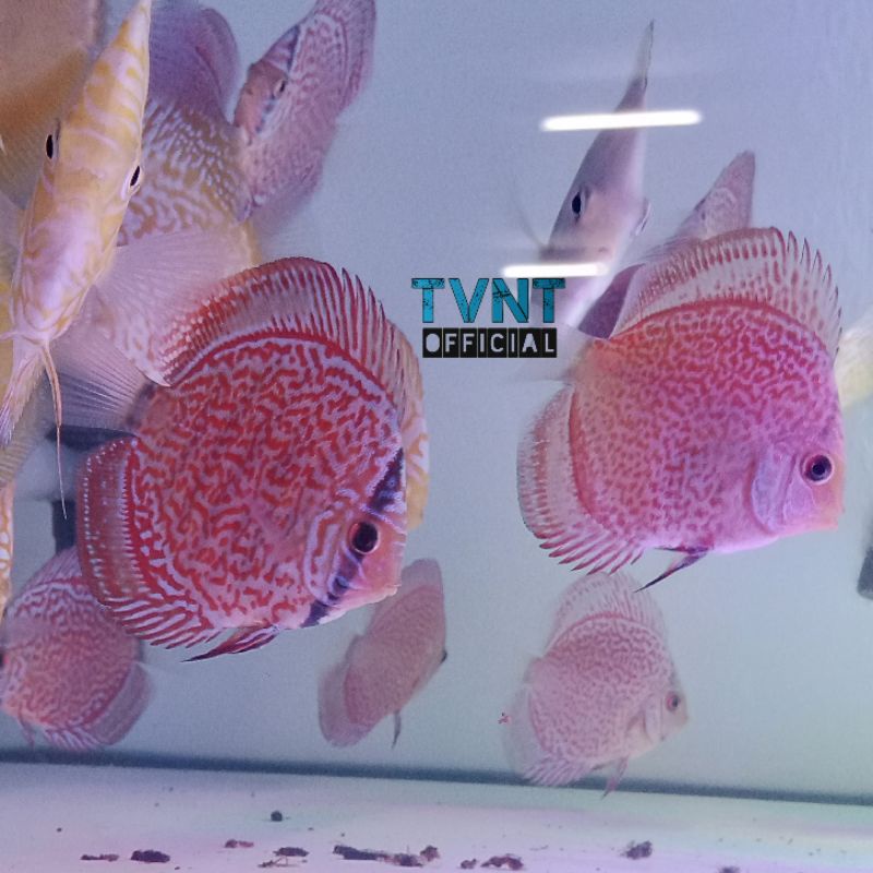 Ikan Discus Burayak 1inc 2inc Rayakan murah
