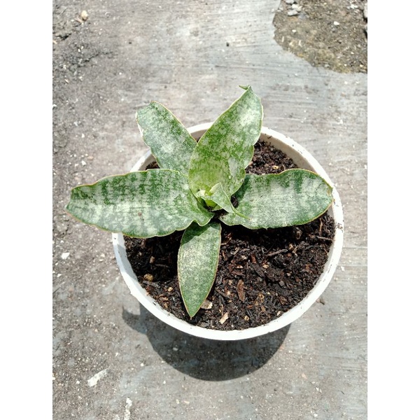 Sansivera hybrid Nalika