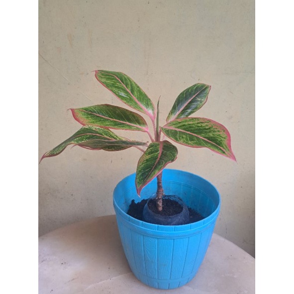 Aglonema Lipstik Orange Dewasa