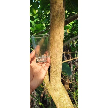 Sancang, stek bahan bonsai sancang