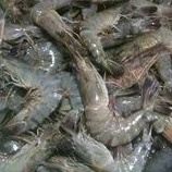 

Udang Basah Uk Sedang 1kg