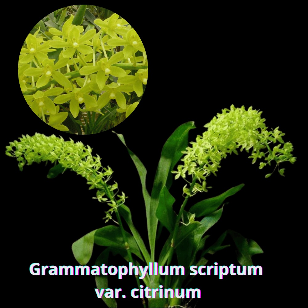Grammatophyllum scriptum var. citrinum - anggrek gramma citrinum
