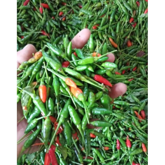 

cabe rawit gunung