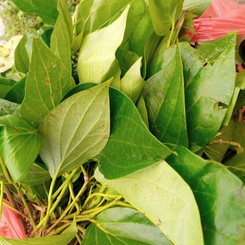 

DAUN SIRIH HIJAU SEGAR harga 10 lembar