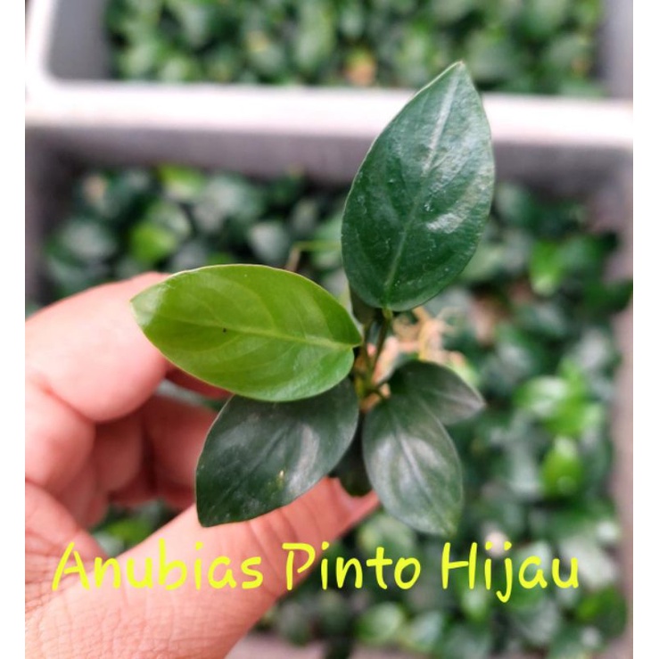 Tanaman aquascape | Anubias Nana Pinto Hijau| Pinto oon (Daun darat).