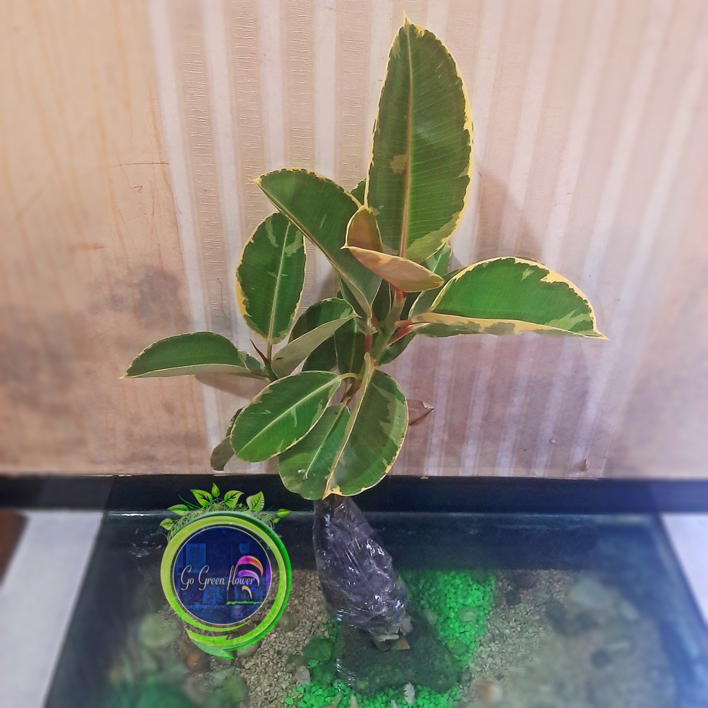FICUS ELASTICA RUBY MERAH ficus elastica rubi karet kebo tri color karet kebo tree colour FICUS MERA