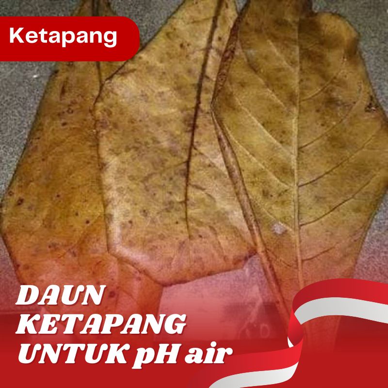 Daun Ketapang Ketapang daun Ketapang kering daun cupang daun Ketapang cupang Ketapang kering Ketapan