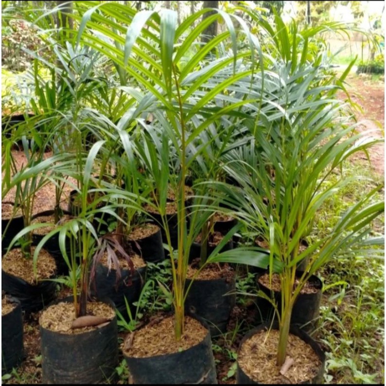 bibit palem kuning 1 meter