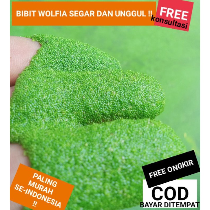bibit wolfia super. 100gr-500gr