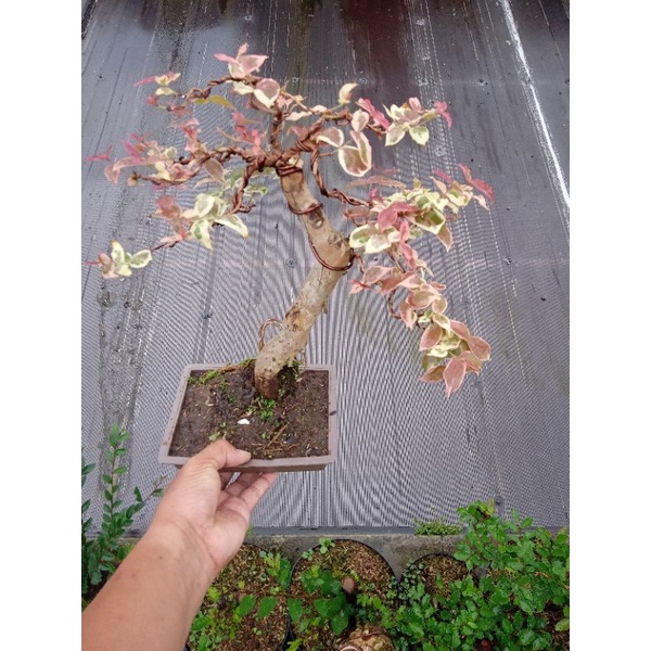bonsai dewandaru varigata