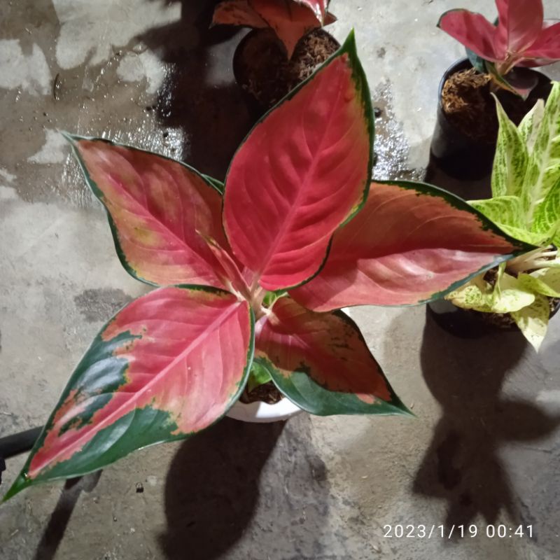 Suksom pelangi dewasa