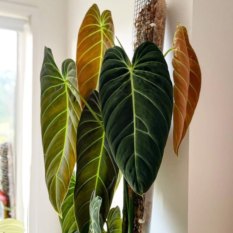 Tanaman hias Philodendron Melanochrysum / philodendron melano / pilo melano