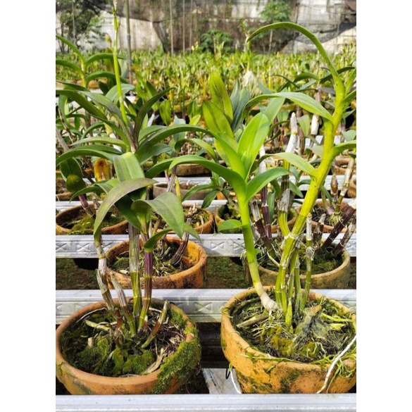 Anggrek Dendrobium Afkiran Murah Meriah