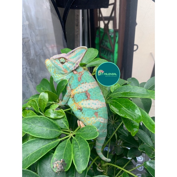 veiled chameleon siap breed