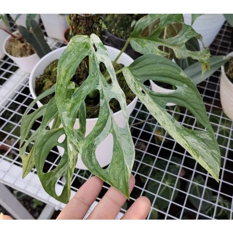 janda bolong monstera andansoni variegata lokal