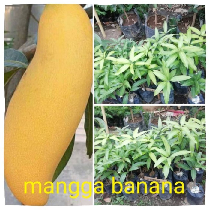 Bibit Mangga Banana - Mangga unggulan terbaik cepat berbuah