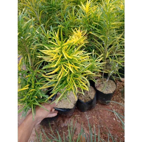 Tanaman Hias Puring Teri Kuning Rimbun