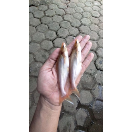 BIBIT IKAN PATIN ALBINO / HIAS (GARANSI KEMATIAN).