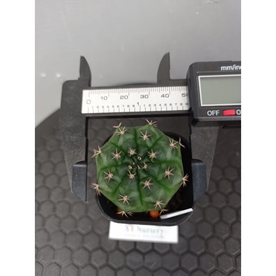 kaktus gymnocalycium mihanovichii LB Friedrichii Gymno Miha damsii Schickendantzii Hosseii Mix Bukan