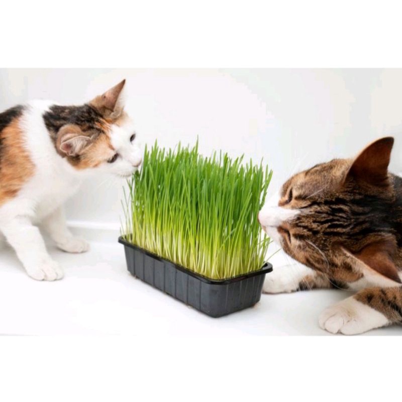 15 biji benih bibit Wheatgrass Rumput Gandum (Rumput Kucing)