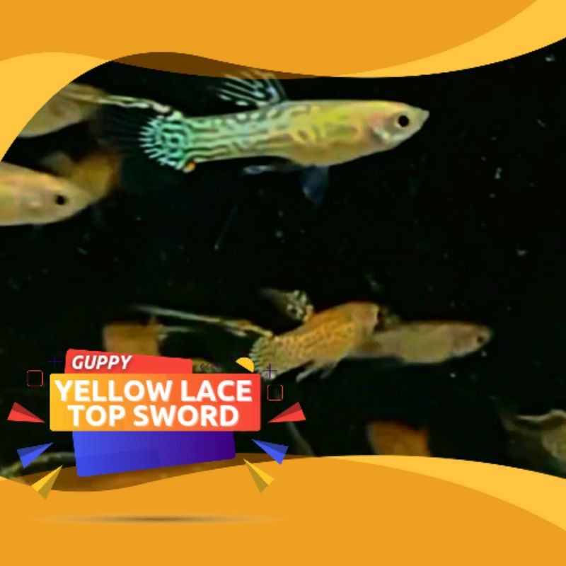 Guppy Yellow Lace Top Sword TOP GRADE