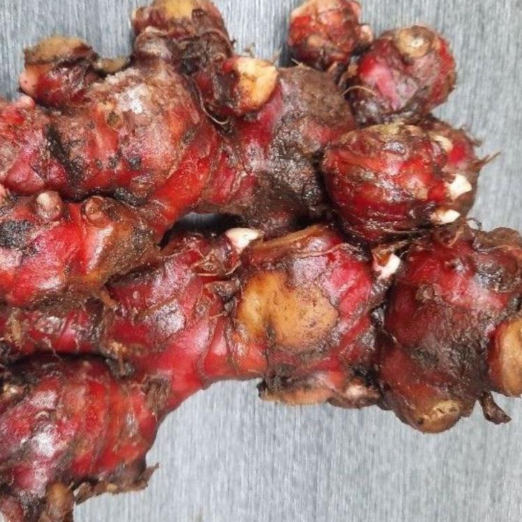 

『MPD』 JAHE MERAH ASLI MEDAN SUPER SEGAR 1kg