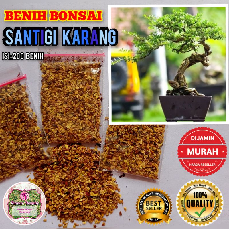 BENIH BONSAI SANTIGI KARANG Terlaris Bonsai Santigi