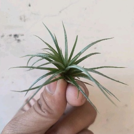 Anakan Tillandsia utriculata murah berkualitas