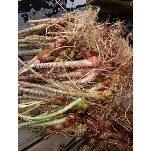 bgl longiloba zumboo