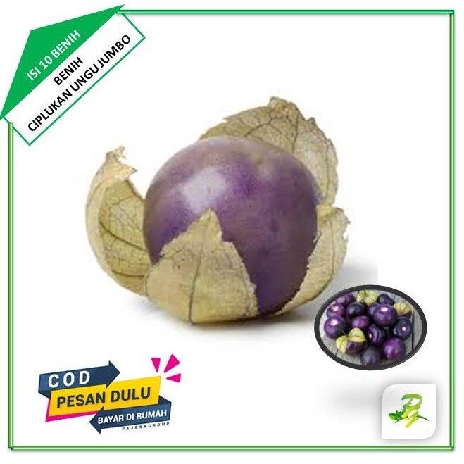 Benih Biji Ciplukan Besar Ungu - Ciplukan Jumbo Ungu