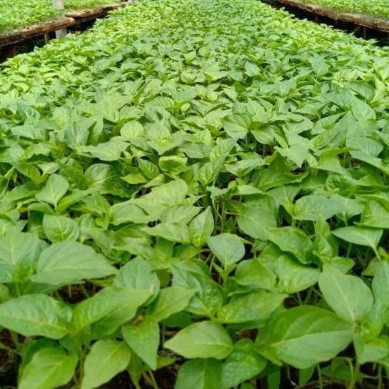 DIARY PETANI - Bibit Caberawit Setan Siap Tanam