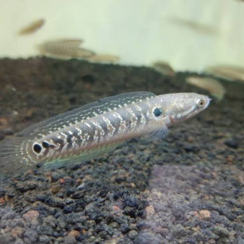 Ikan Channa Chana Cana Asiatica WS Ukuran 5-8cm (Garansi 100%)