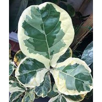 Tanaman hias Ficus Lyrata Variegata rimbun
