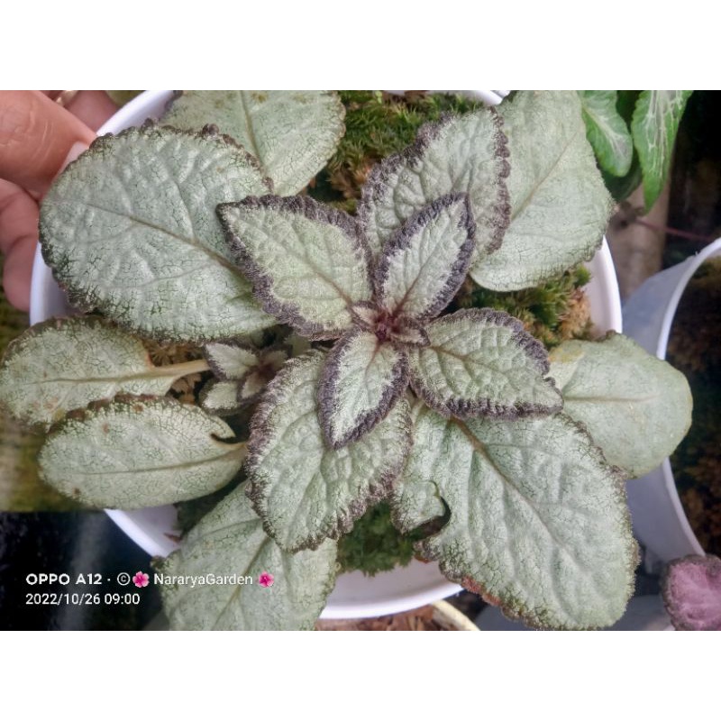 Episcia import Silver Skies