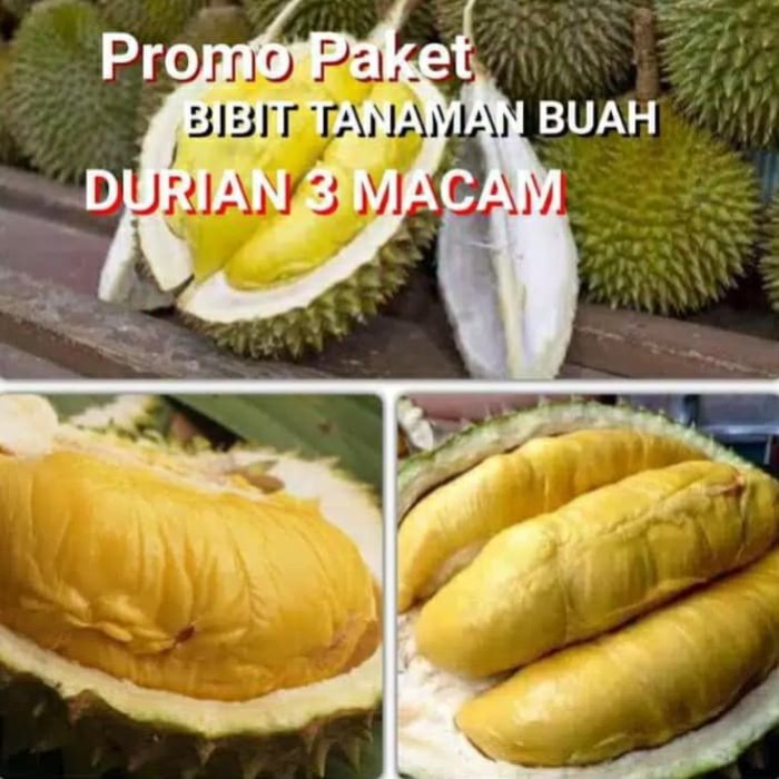 Best Seller Paket 3 Bibit Durian Musaking Montong Bawor