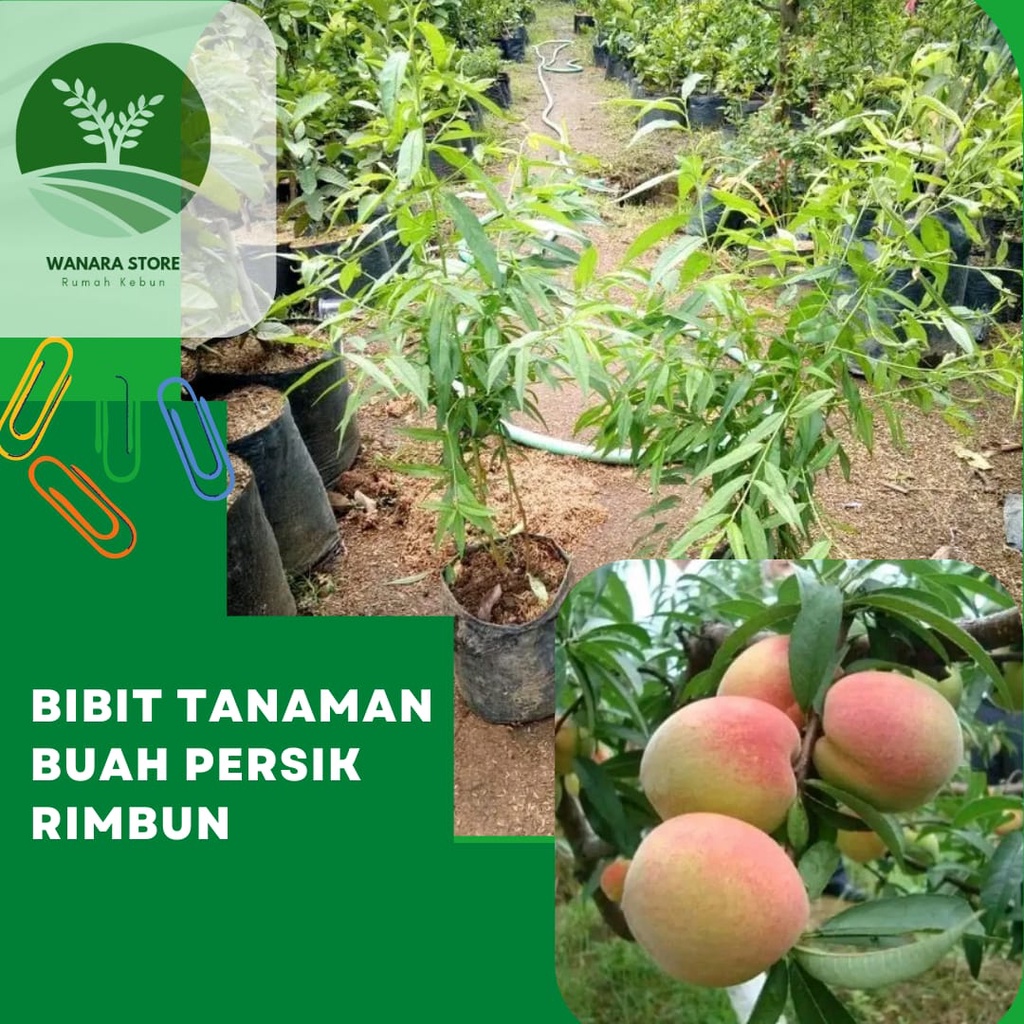 Bibit Buah Persik Peach