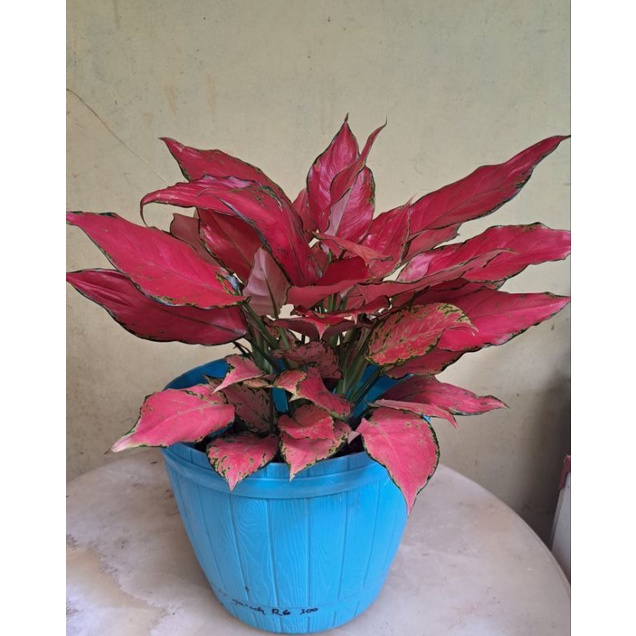 Aglonema Rubi Garuda Rumpun 6