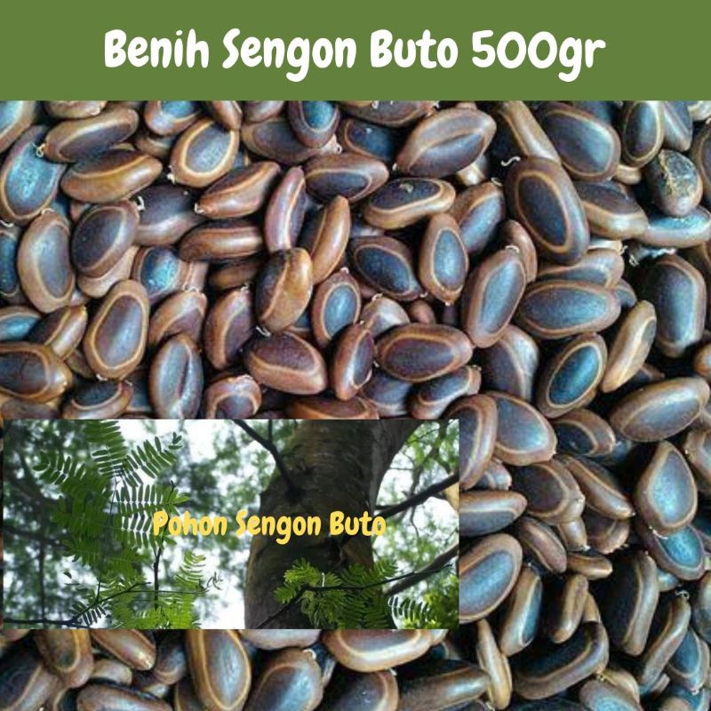 500gr Benih Sengon Buto / Enterolobium Cyclocarpum