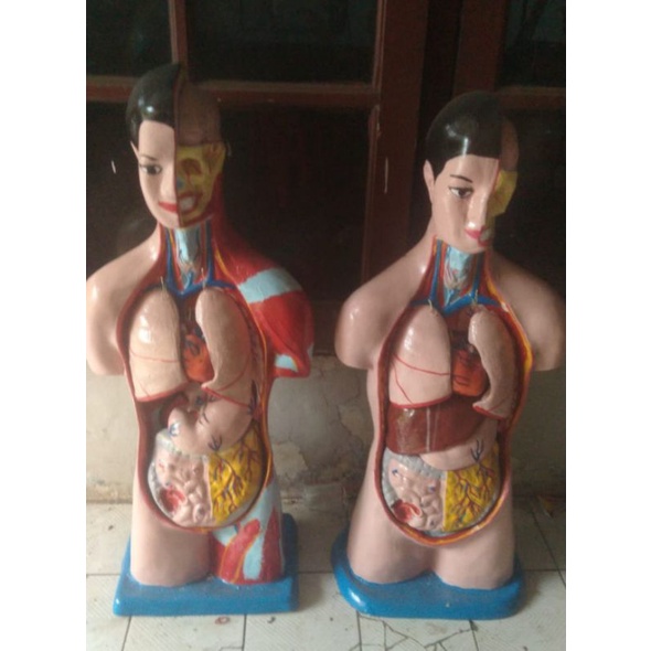 

torso anatomi tubuh laki wanita setengah badan 90 cm bahan fiberglass / TANPA KEPALA / phantom / torso / patung / alat peraga biologi (termurah)