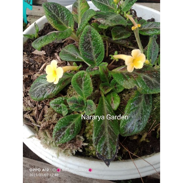 Episcia import Dream Line bunga kuning