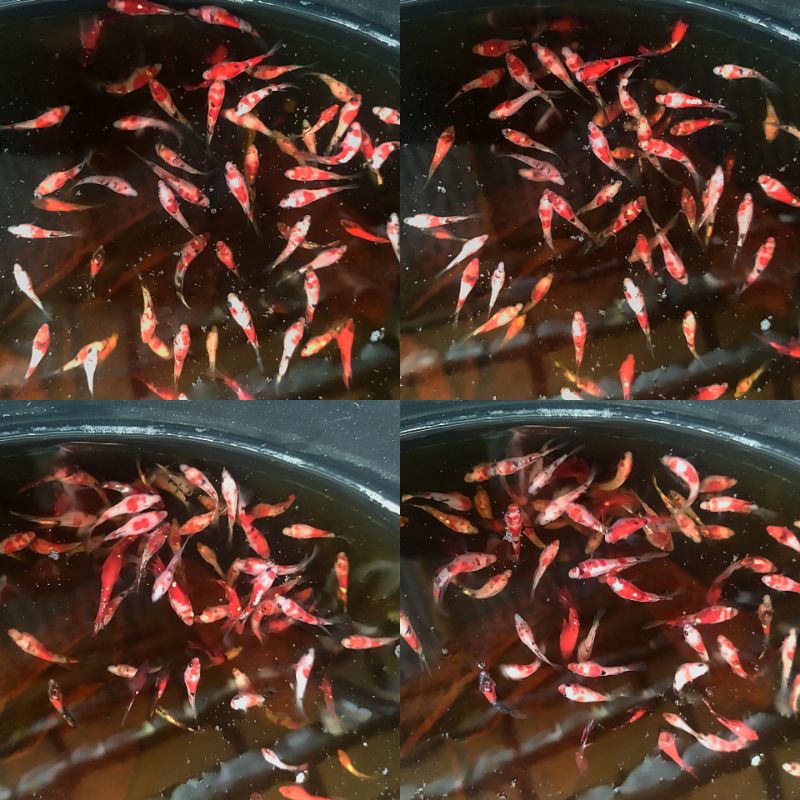 bahan red koi cooper ( isi 3 )