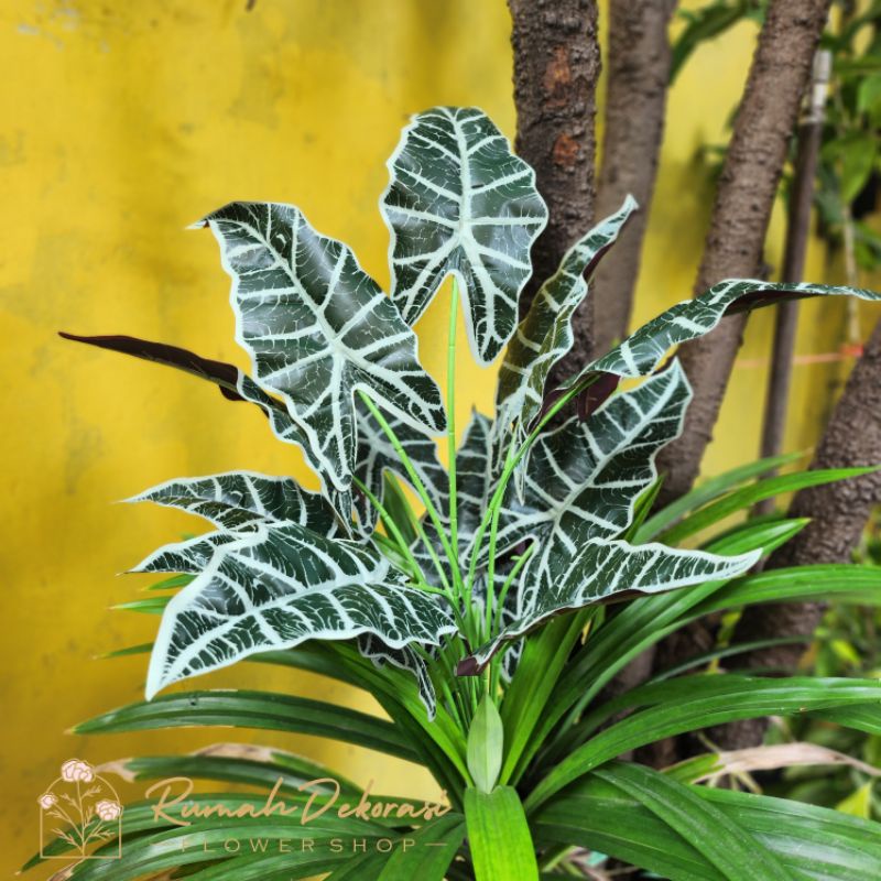 Daun Keladi merambat menjuntai / Daun Juntai Alocasia Monstera