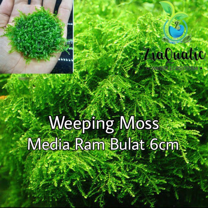 Jual Tatakan Bonsai Aquascape Moss Weeping Media Ram Bulat Diameter Cm