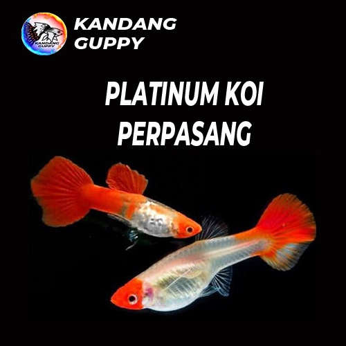 PLATINUM KOI