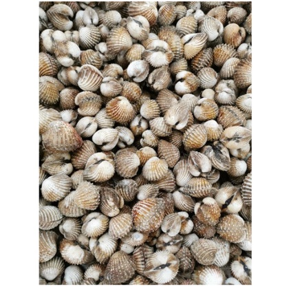 

Kerang Dara 500 gr Segar